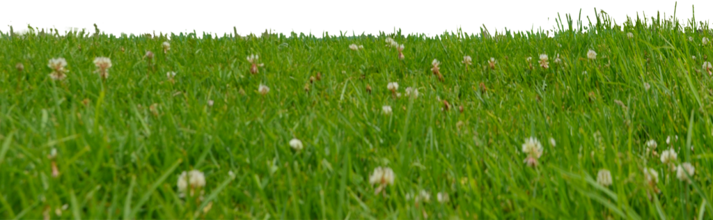 grass